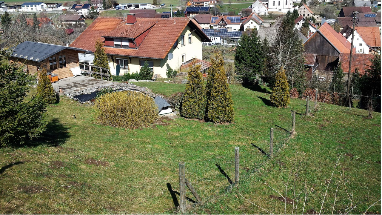 Immergrüne einheimische Pflanzen - Naturgarten - Naturwiese - Wildnis wagen