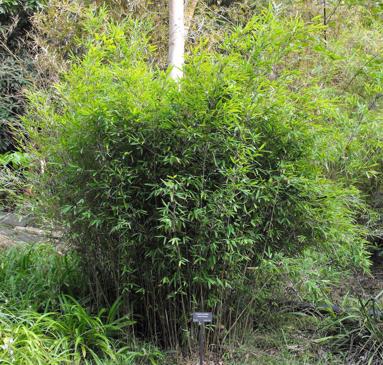 Fargesia / RUFA, murielae, Site de 2bamboo ! Tout sur les bambous