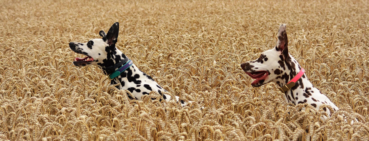 Beschrijving Belgische Club Voor Dalmatische Honden Club Royale 