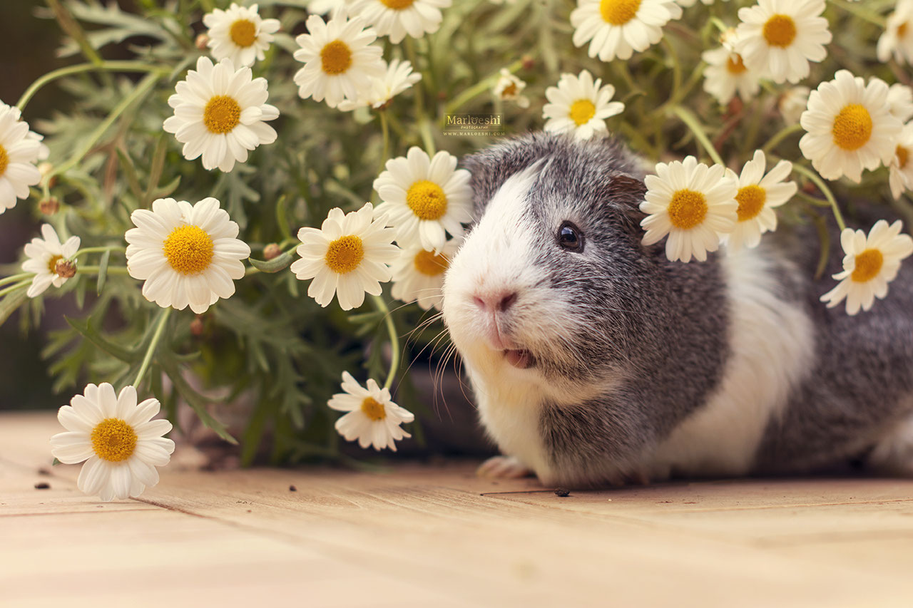 The Daisies Photoshoot Story of a guinea pig