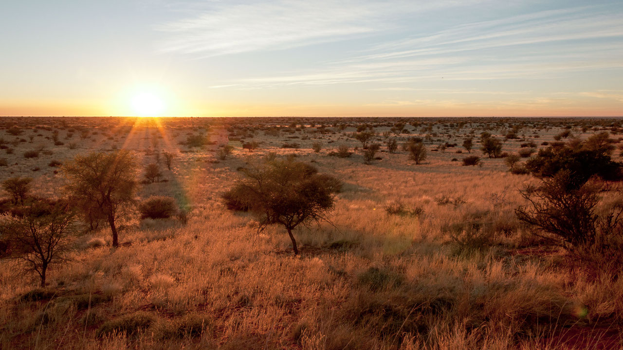 Природная зона северной америки саванна. Саванна Калахари. Полупустыня Калахари. Пустыня Калахари ЮАР. Пустыня Калахари климат.
