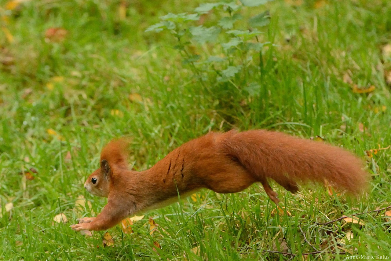 Ecureuil roux : poids, taille, longévité, habitat, alimentation ...