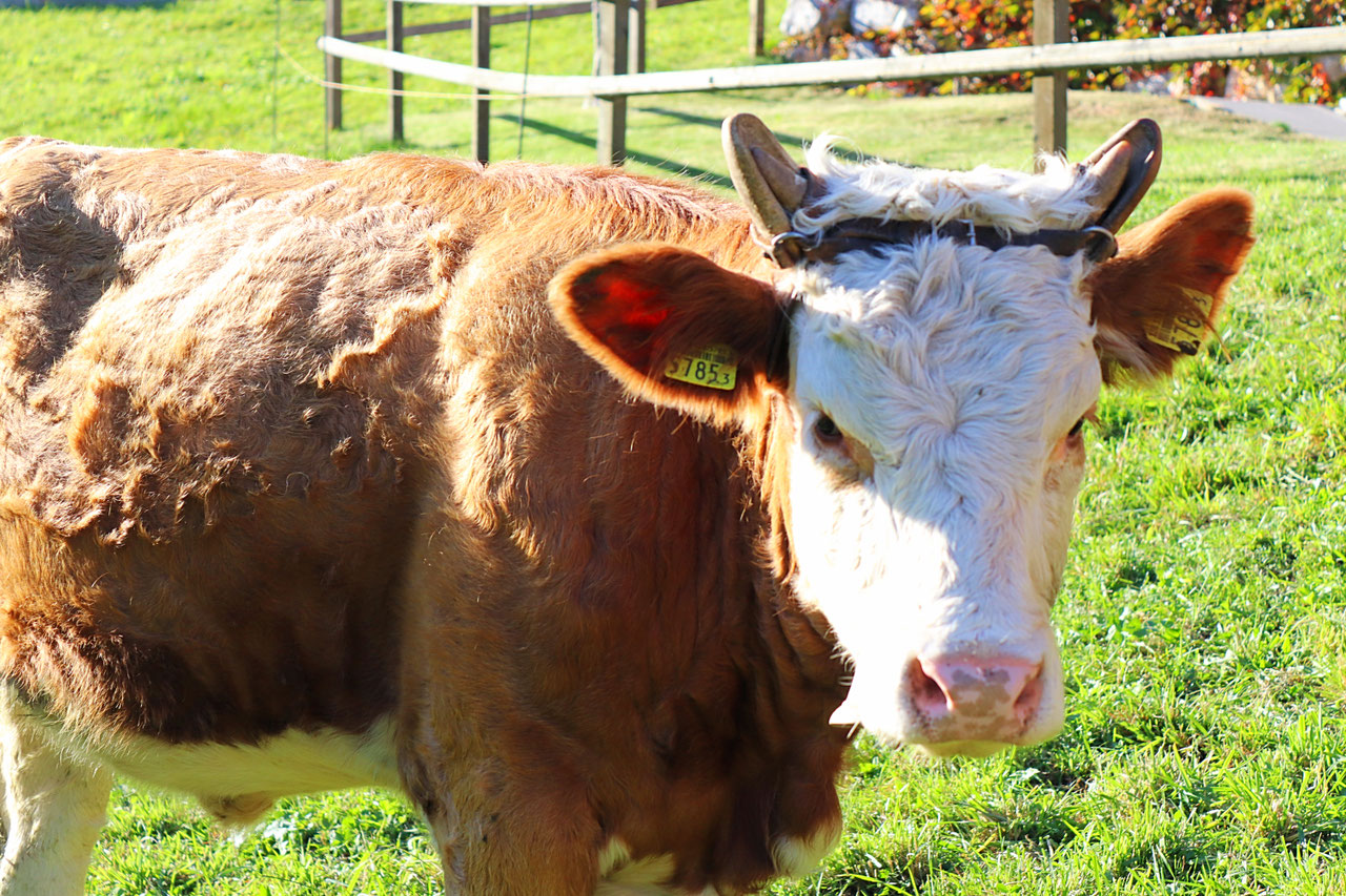 Eine Kuh mit Hörnern bietet einen sehr stolzen, majestätischen und wundervollen Anblick ...