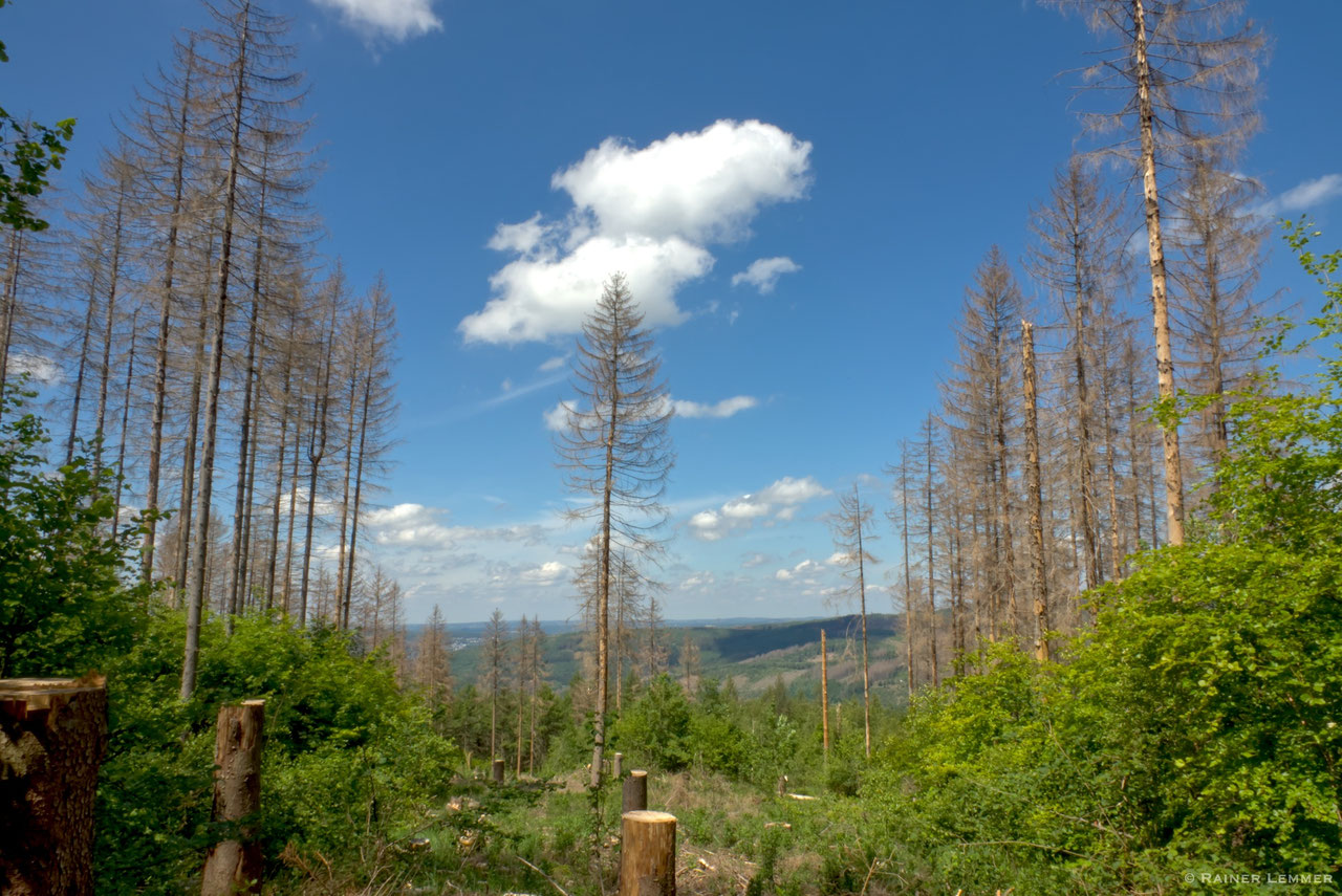 12 km Wanderung zum Hohenseelbachskopf und Silbersee Typisch