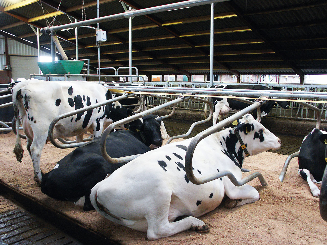 ограждение кормового стола для крс