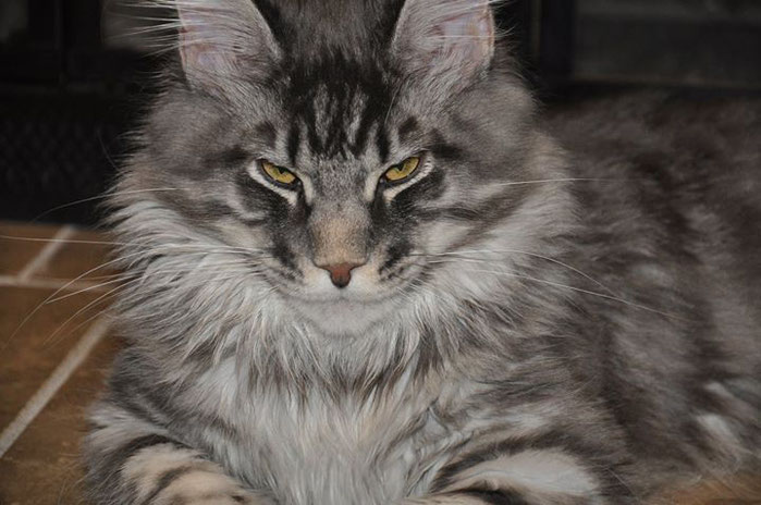 Kievan Steel of EuroCoons - Blue Silver Mackerel Male Maine Coot Cat