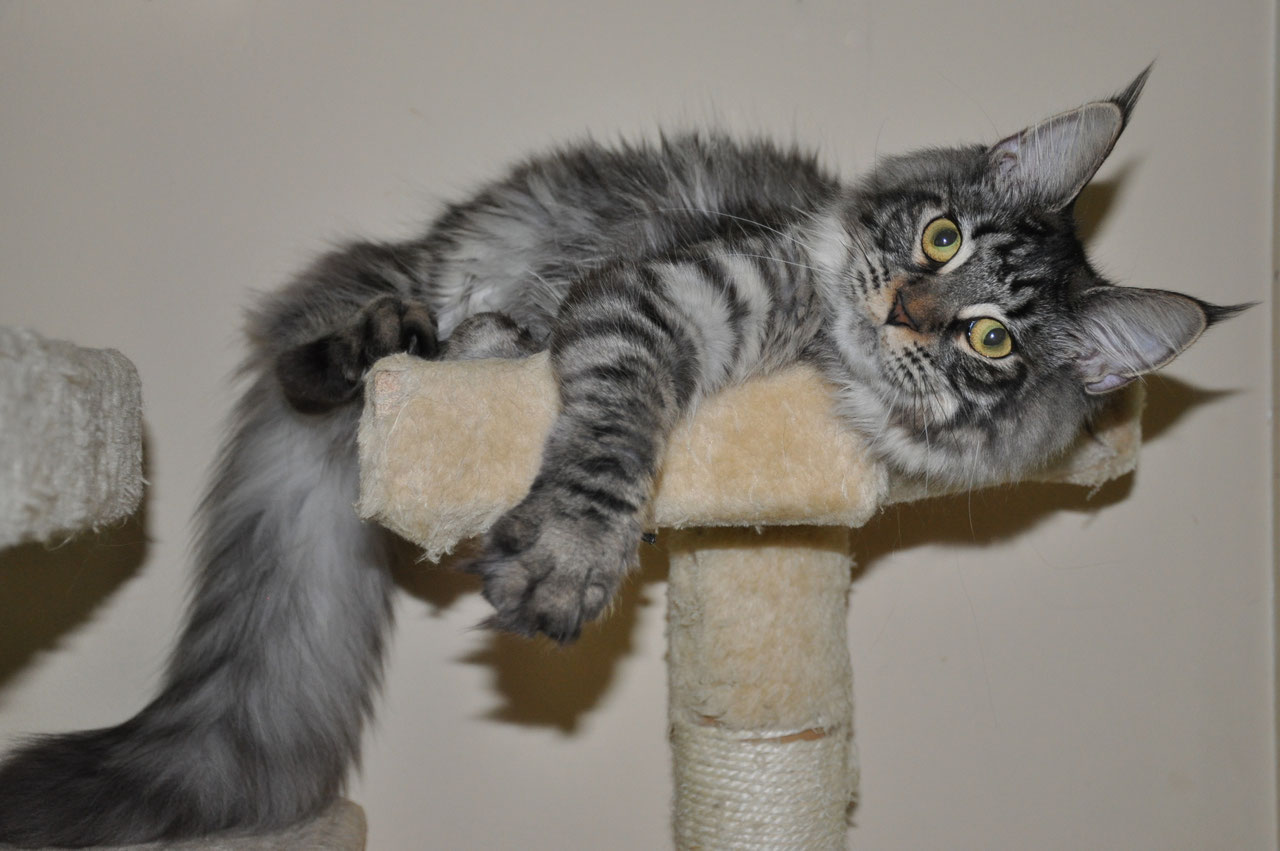 Masha of EuroCoons Silver Mackerel Tabby Female Maine Coot Cat Maine