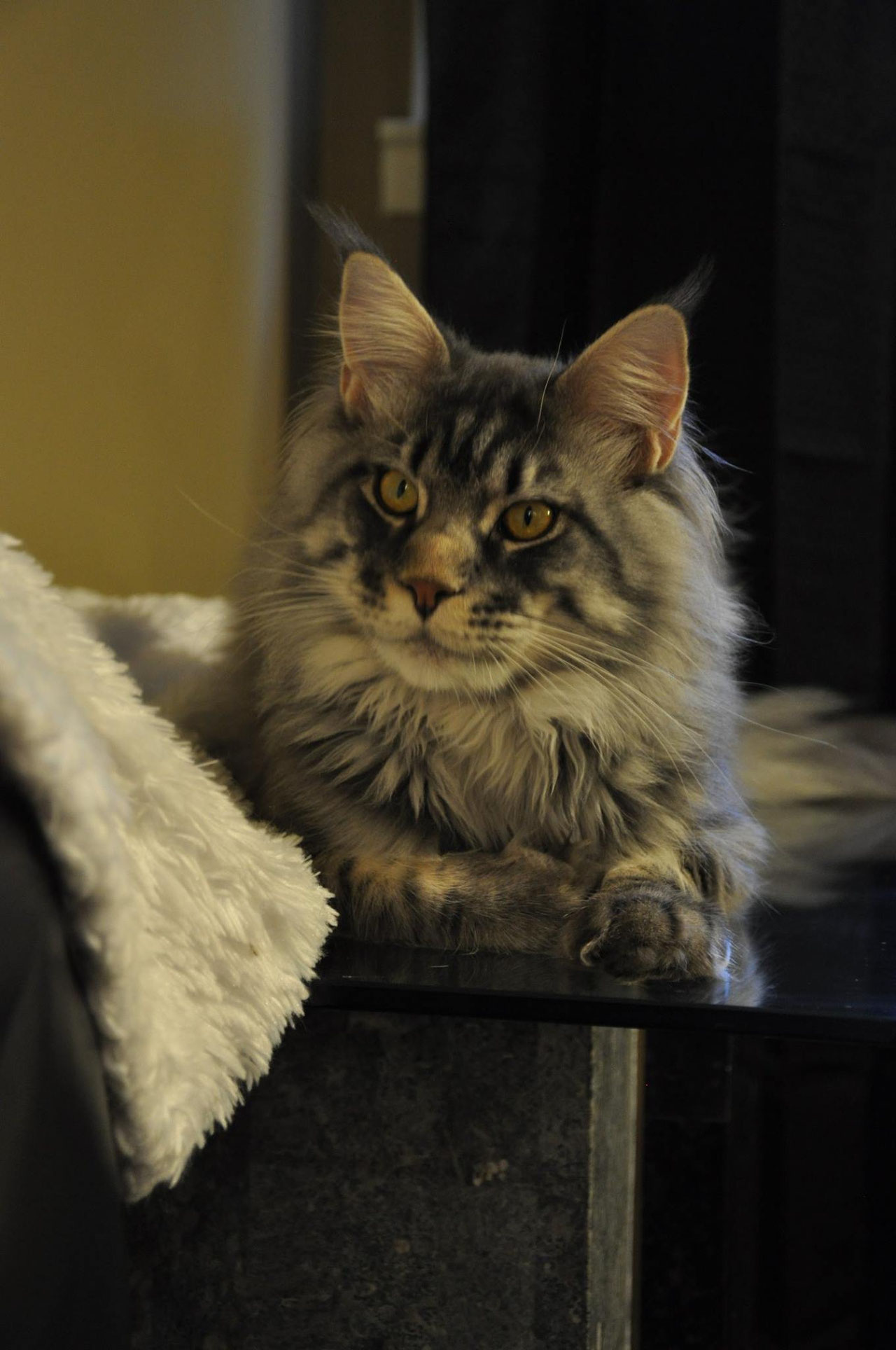 Kievan Steel of EuroCoons Blue Silver Mackerel Male