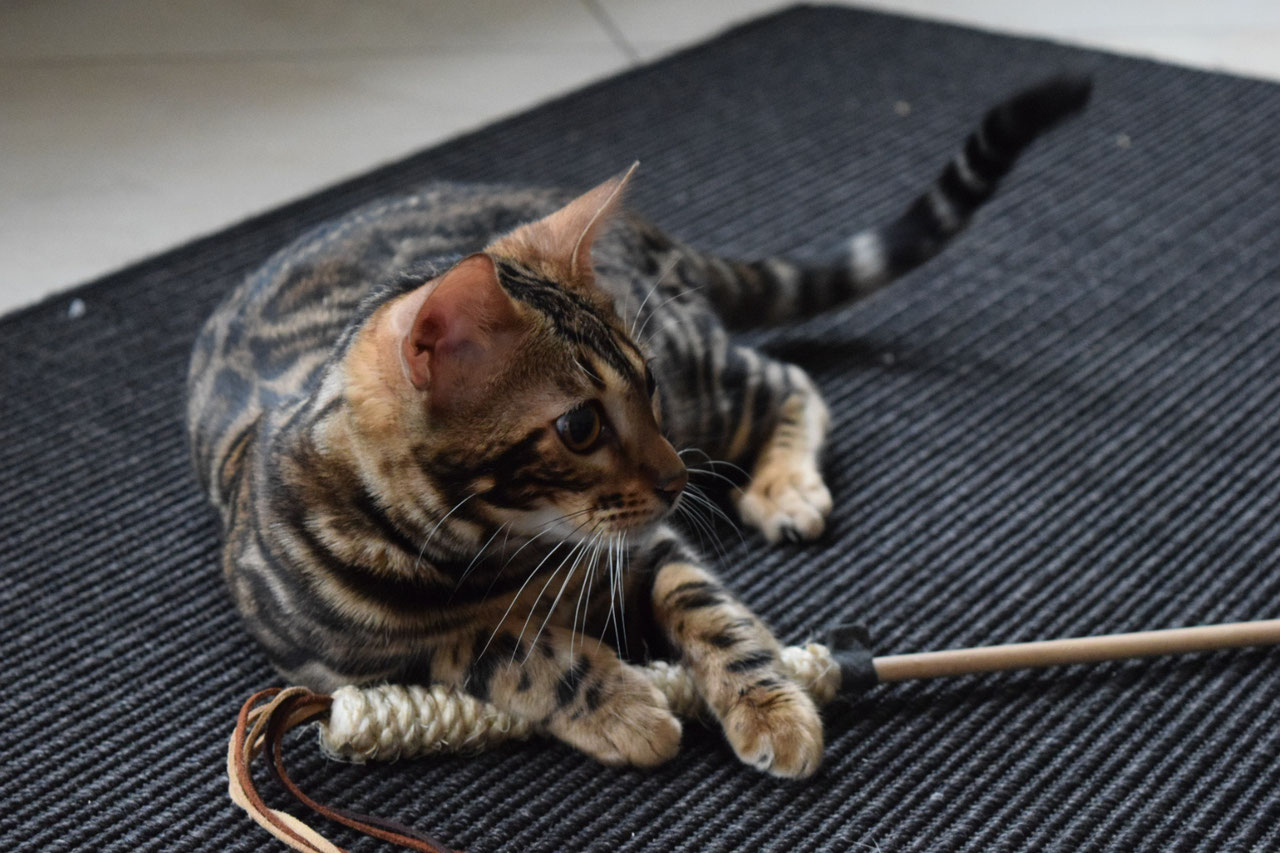 California Sun - Bengalen-aus-dem-Sommerviertel Bengal Minileopard
