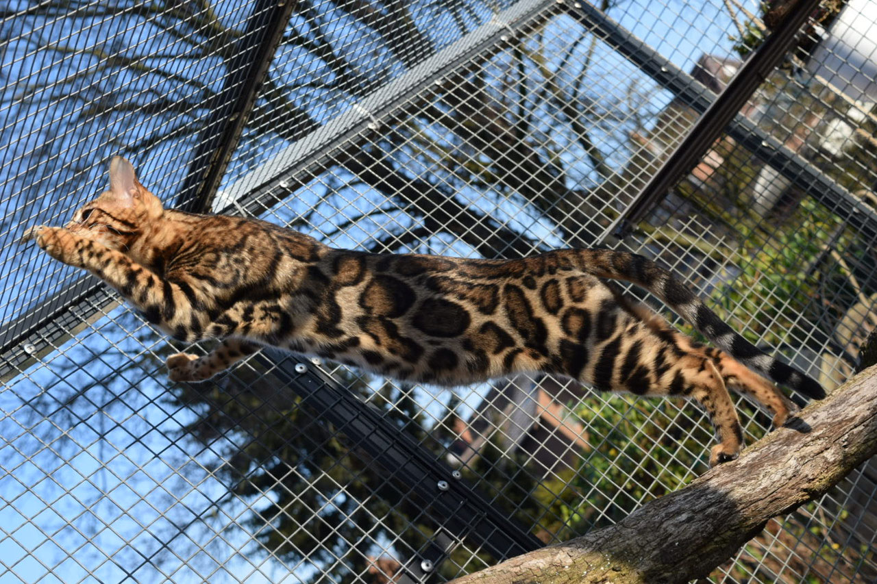 Malibu Breeze - Bengalen-aus-dem-Sommerviertel Bengal Minileopard Katze