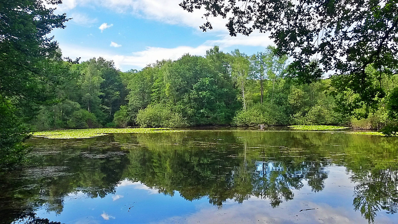 Wahner Heide Im Sp tsommer Der Ultimative Reisef hrer F r NRW