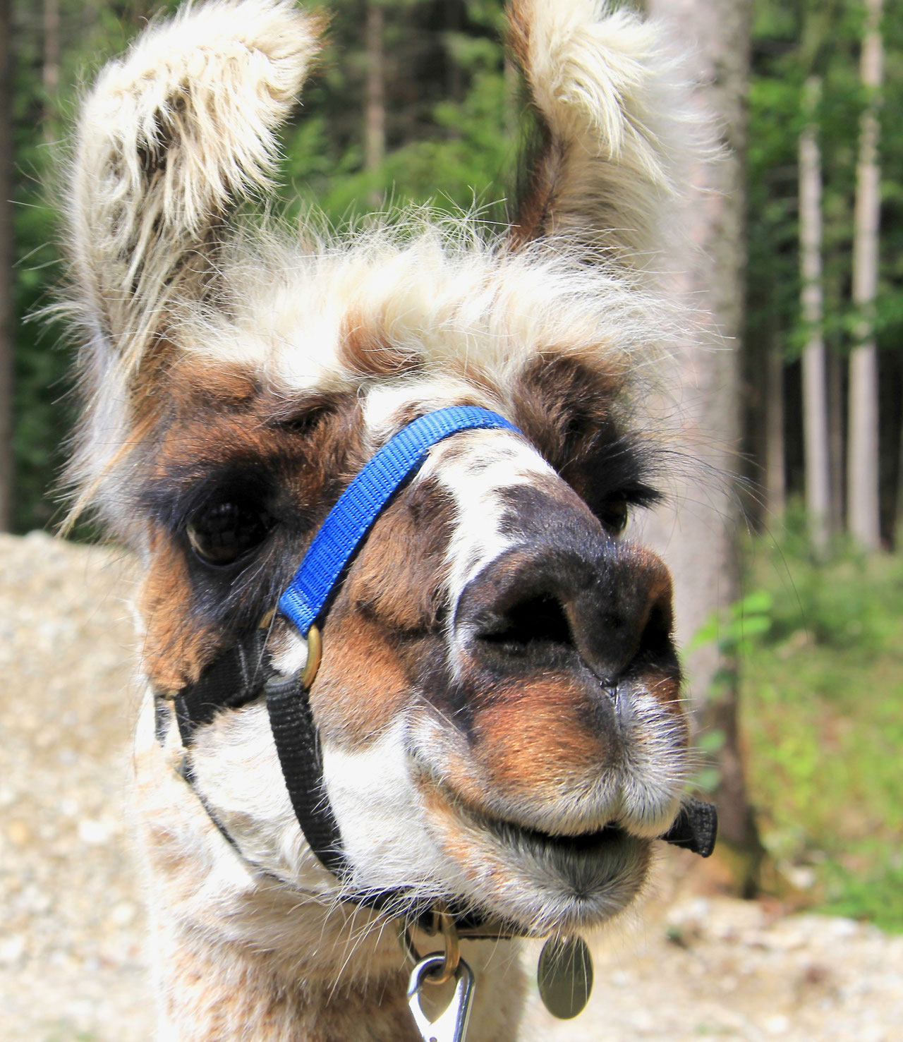 Lamas nach getaner Arbeit Lamaland Loher