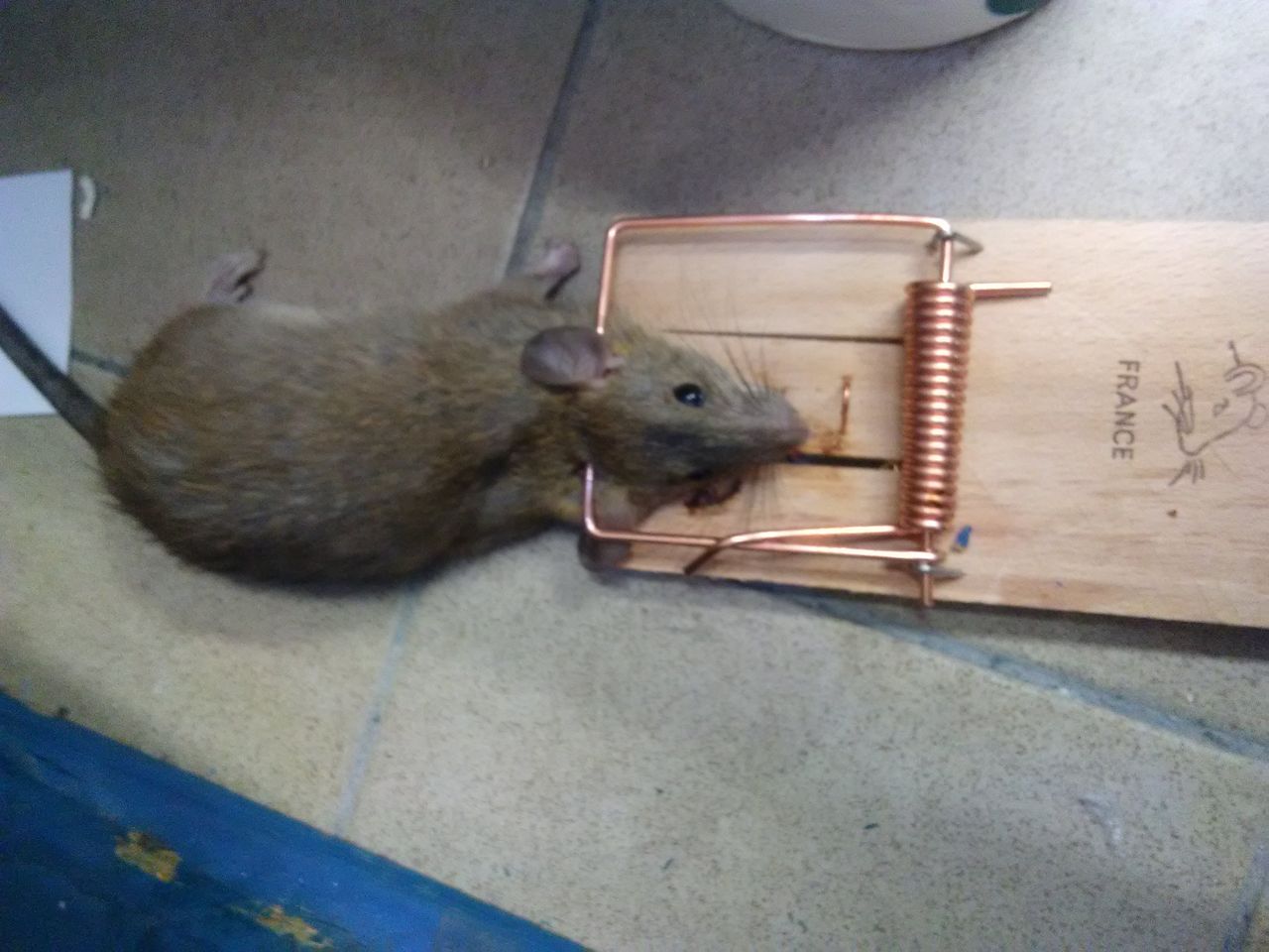 Comment Un Rat Emporte Un Oeuf Comment se débarrasser des rats? - Entreprise Dératisation rats souris