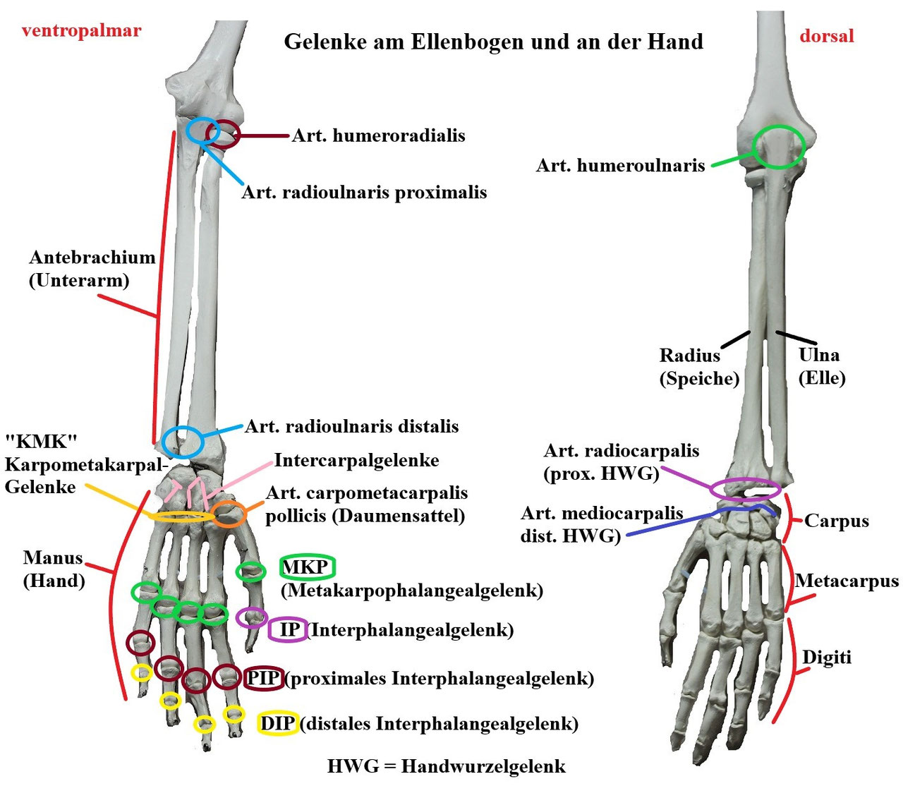 Speziell Zu Ellenbogen Hand See feel treats Webseite 