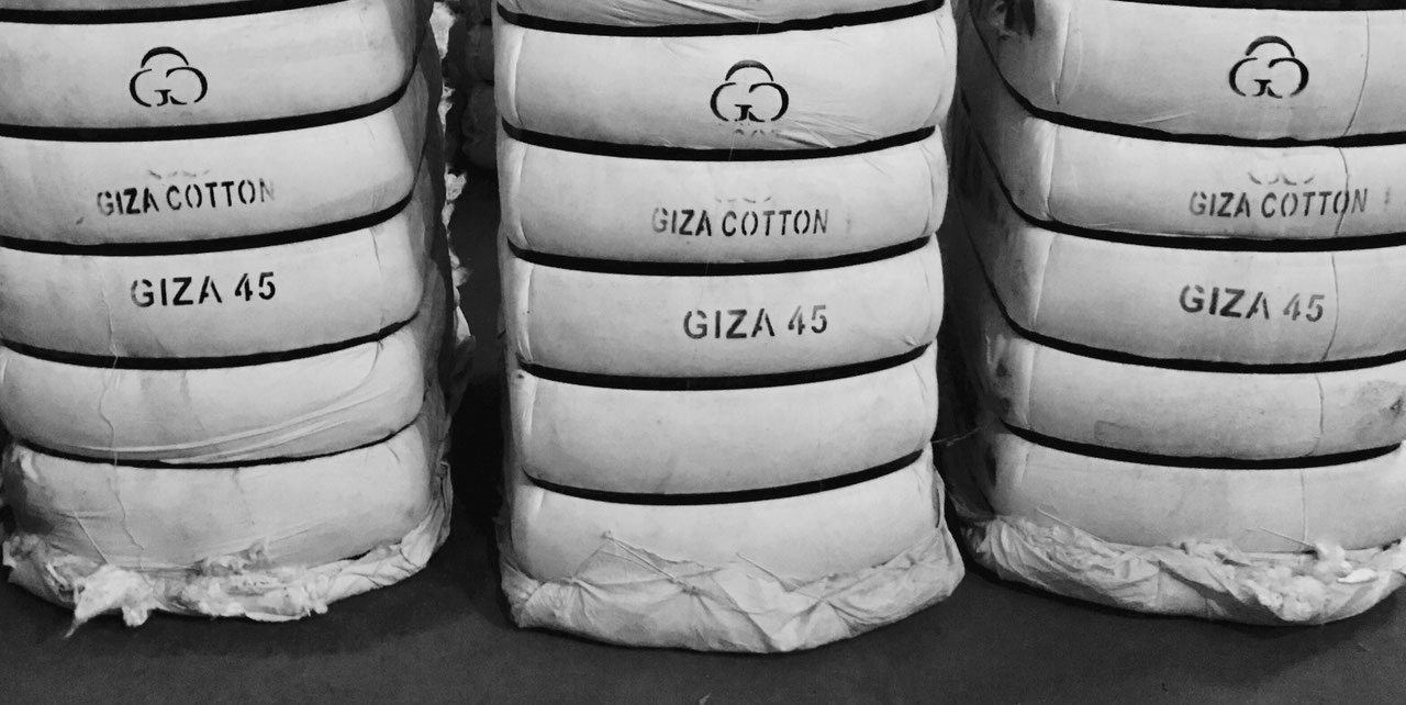 GIZA 45 Giza Cotton