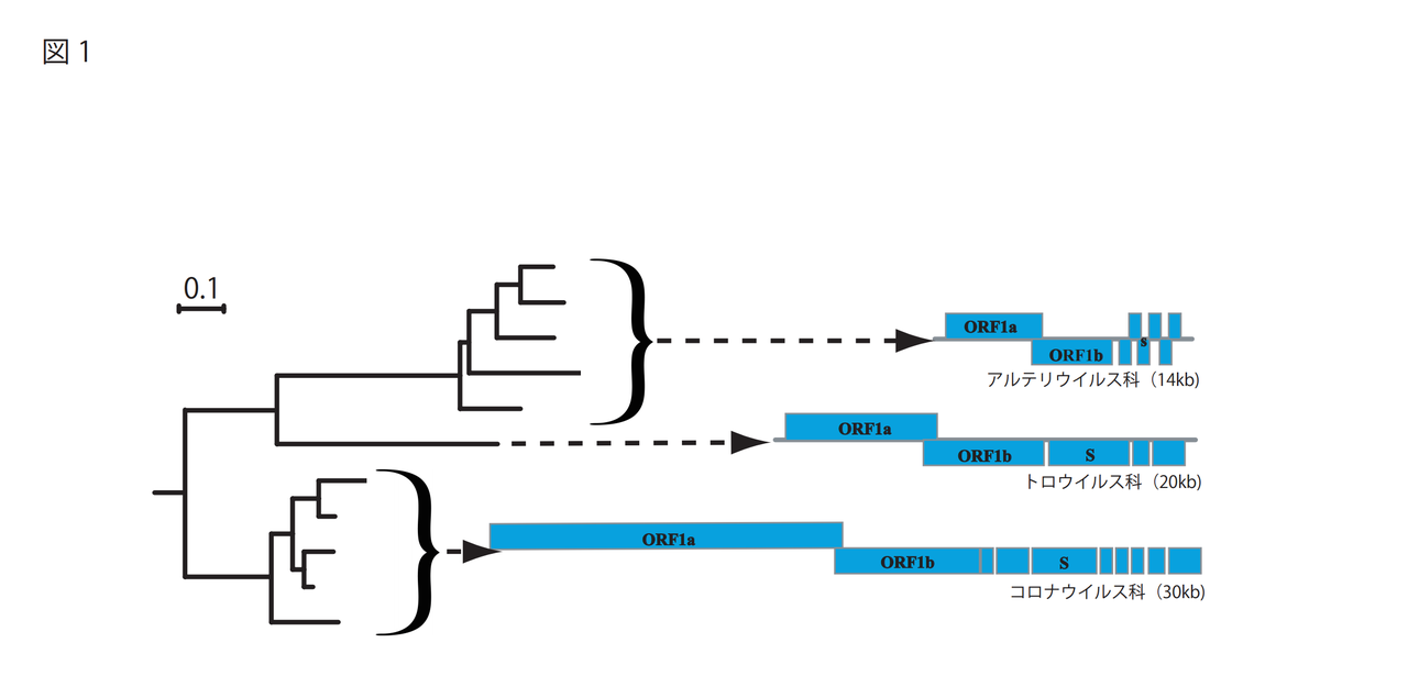 新型コロナウイルス寄稿論文（『生物の科学 遺伝』Special） seibutsukagakuiden2 生物の科学 遺伝Webページ