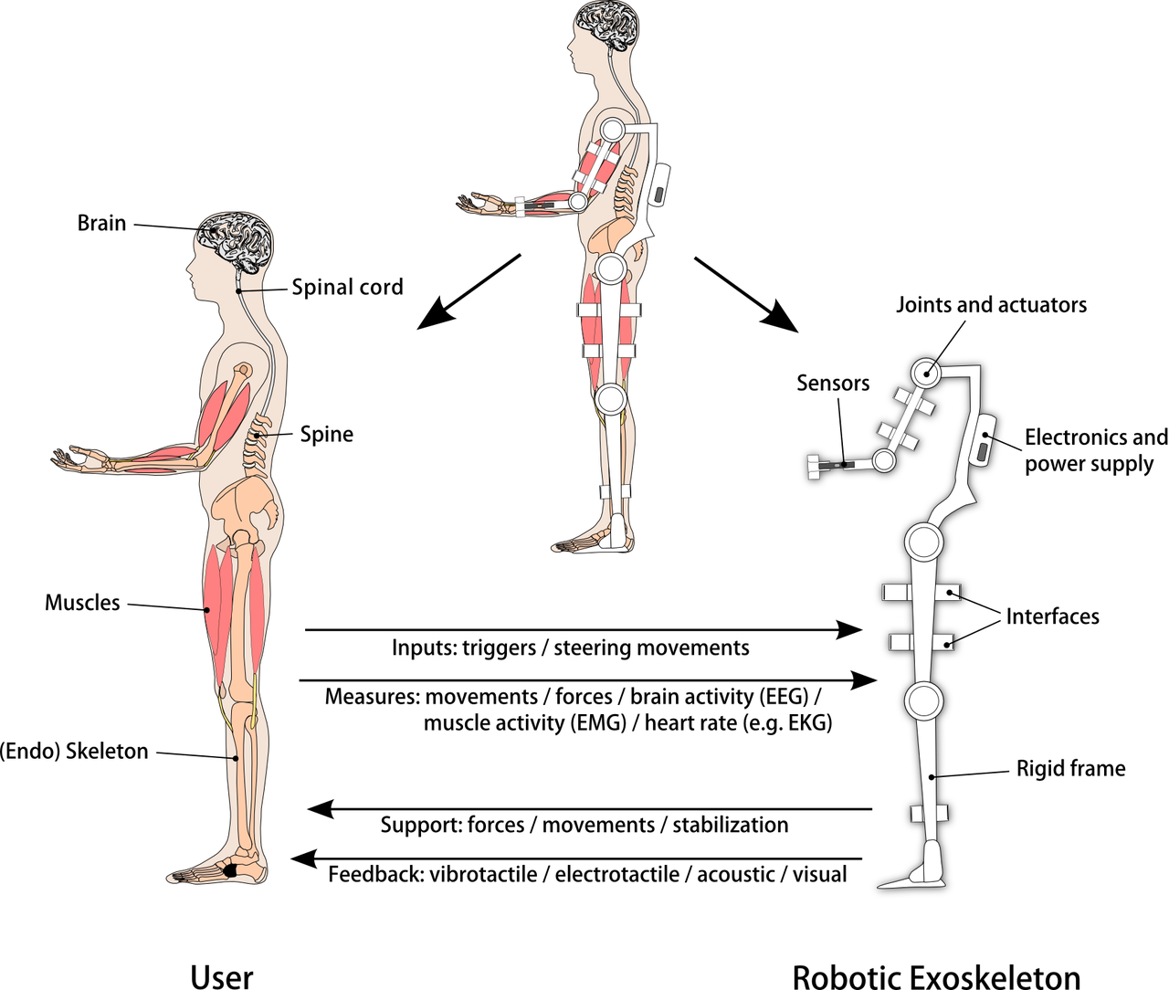 Robotic Exoskeletons 101 EduExo
