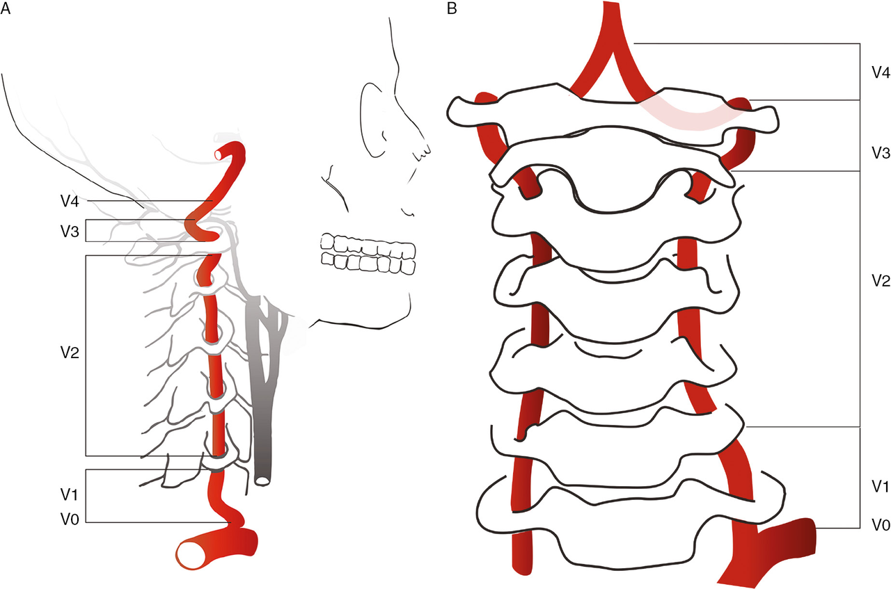 Vascular anatomy