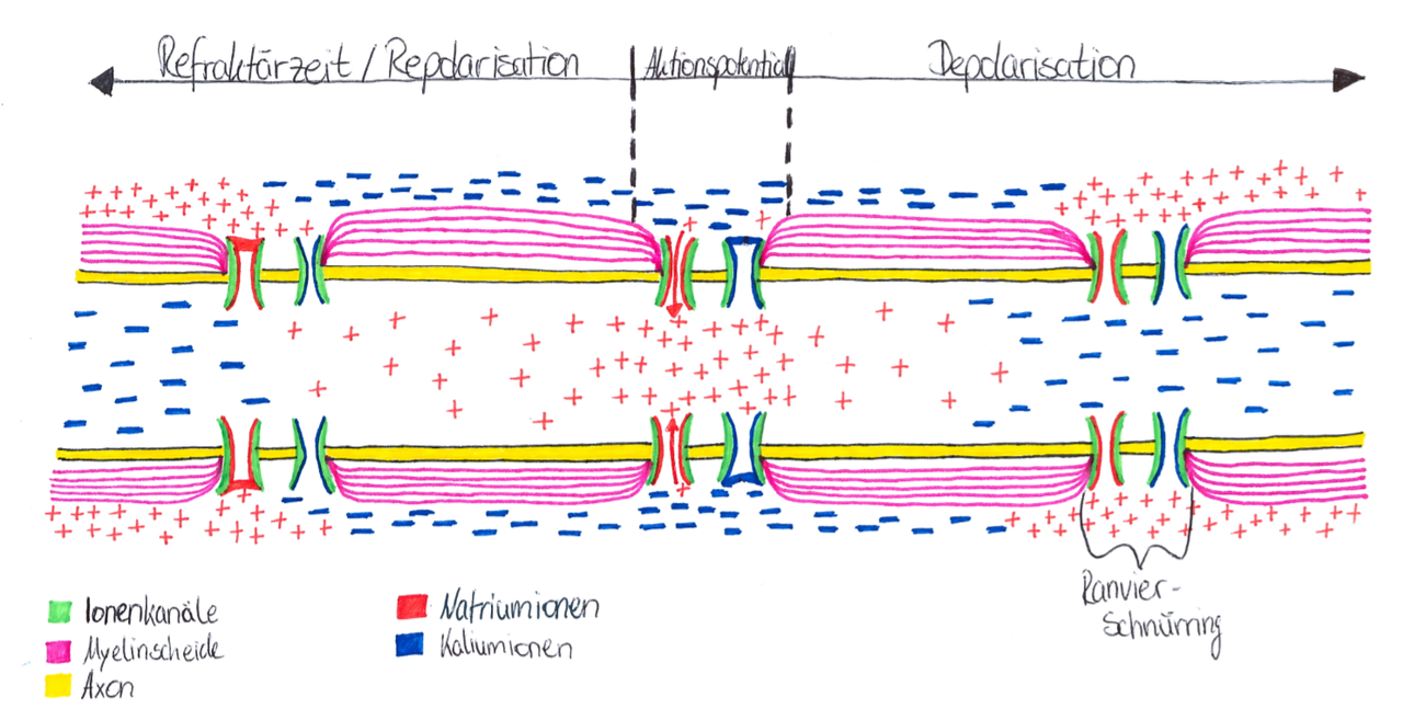 Wie funktioniert die Erregungsleitung - kontinuierliche und ...