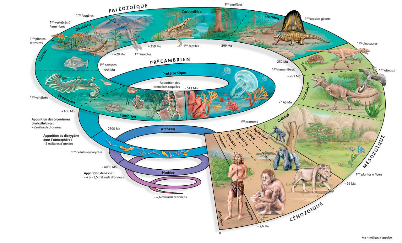 Frise Chronologique De Lhistoire De La Terre Depuis Sa Formation Chapitre 3 : La génétique et l'évolution de la vie sur Terre - Site de