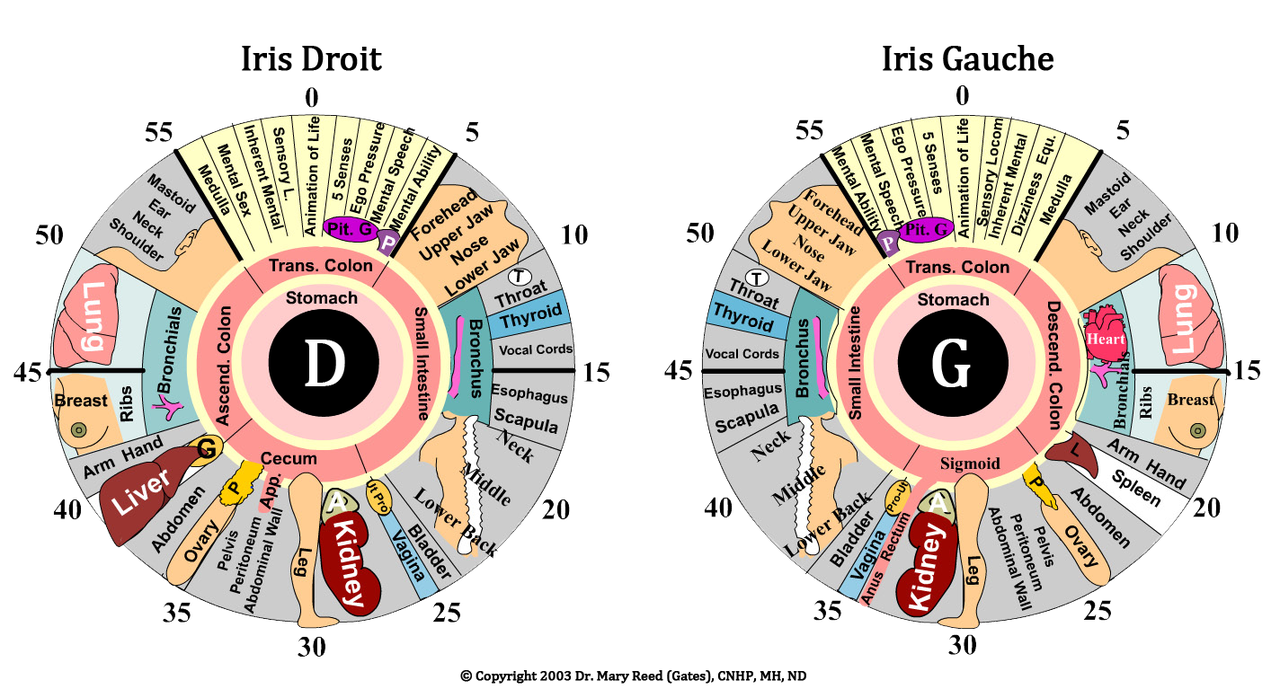 Iridologie Naturopathe à Toulouse et Réflexologue, MariePierre Taurel
