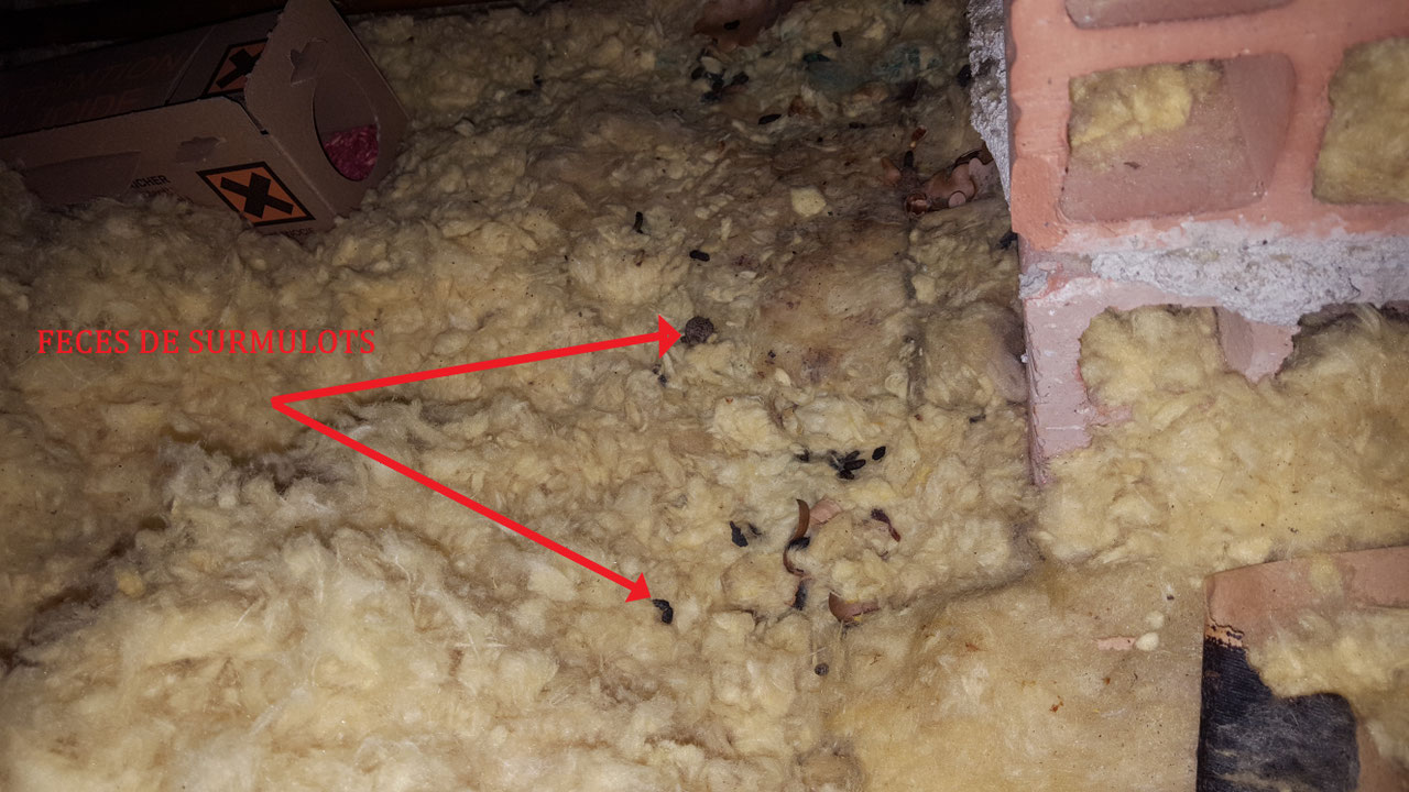 Comment se débarrasser des rats? Entreprise Dératisation rats souris — free download