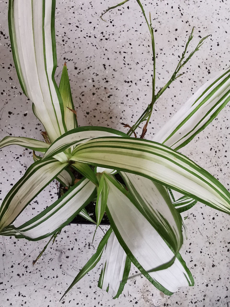 Grasartige Pflanzen / grass-like plants: - Bromelien- und  Rarittengrtnerei Mnchen