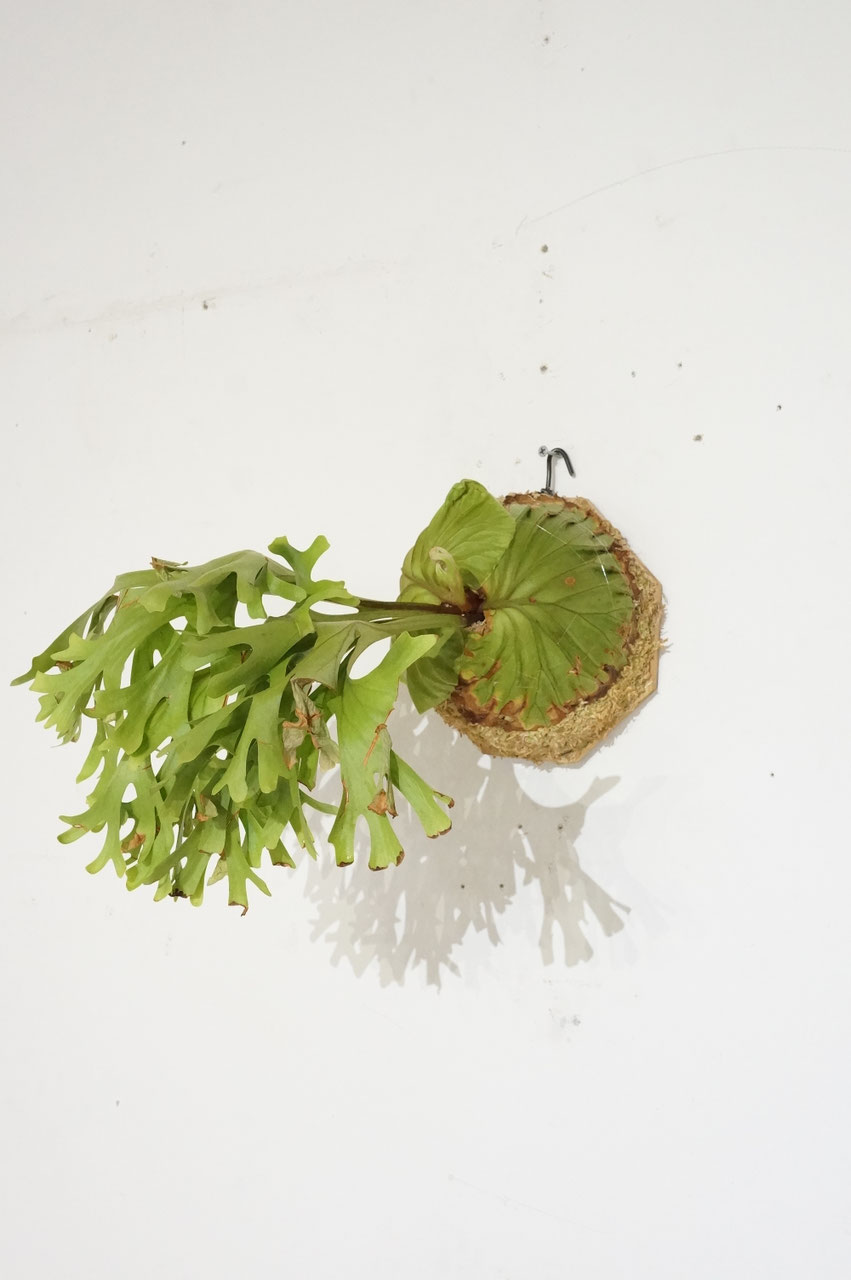 ビカクシダ リドレイ / Platycerium ridleyi - Wormhole Furniture