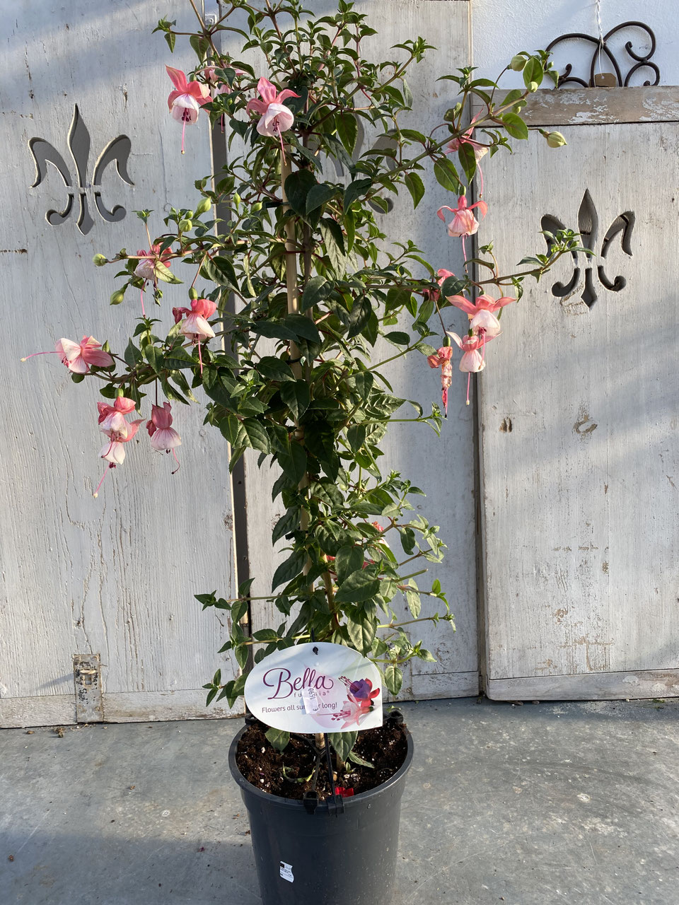 Fuchsien Sule rosa Hhe ca. 95cm - Pflanzenhaus Schner