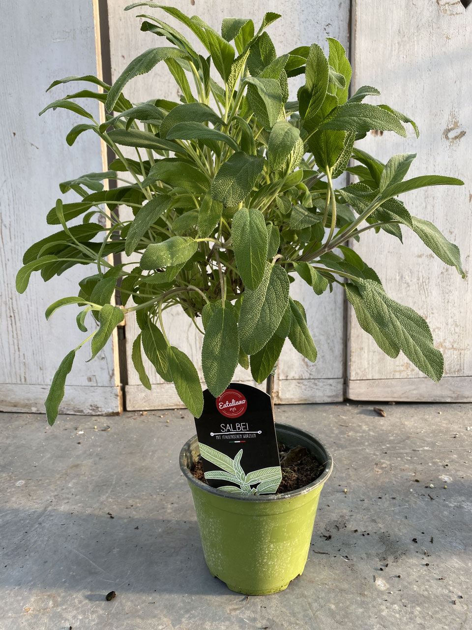 tradescantia sillamontana variegata Tradescantia Sillamontana Variegata, 2" Plant  The Plant Farm