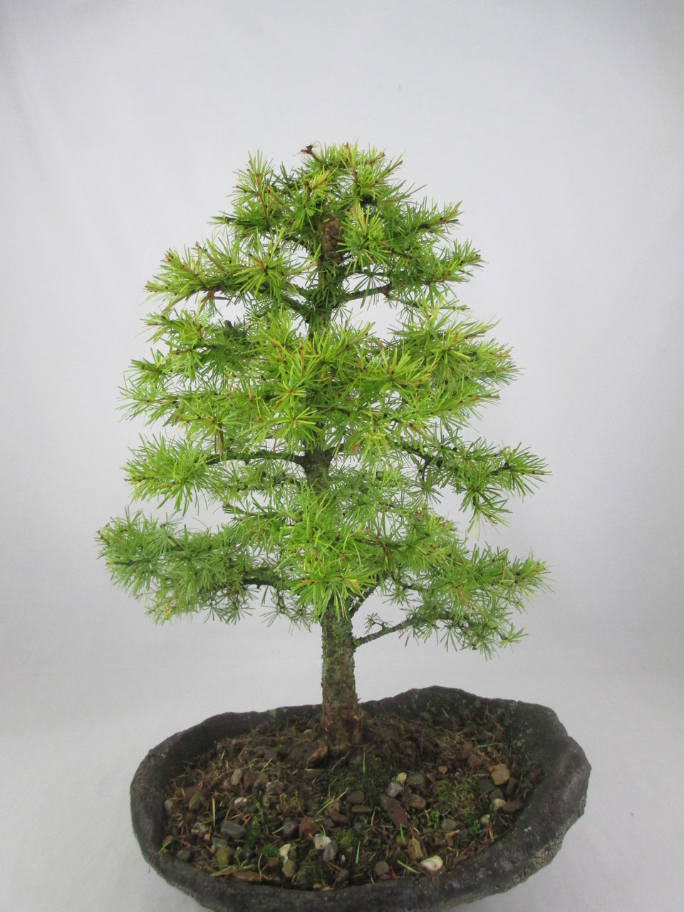 bonsai seed All Flowers – 5 pack-Bonsai Seeds Pack – The Bonsai Tool & Supply Company  of Canada