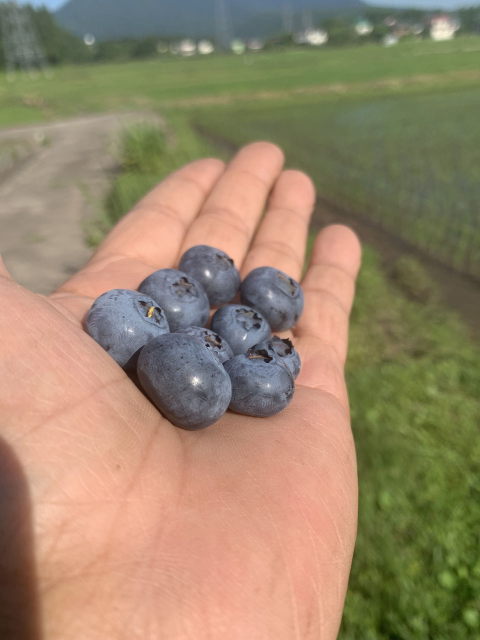 はねうまブルーベリー園ブルーベリー - 新潟県妙高市のオーガニックな