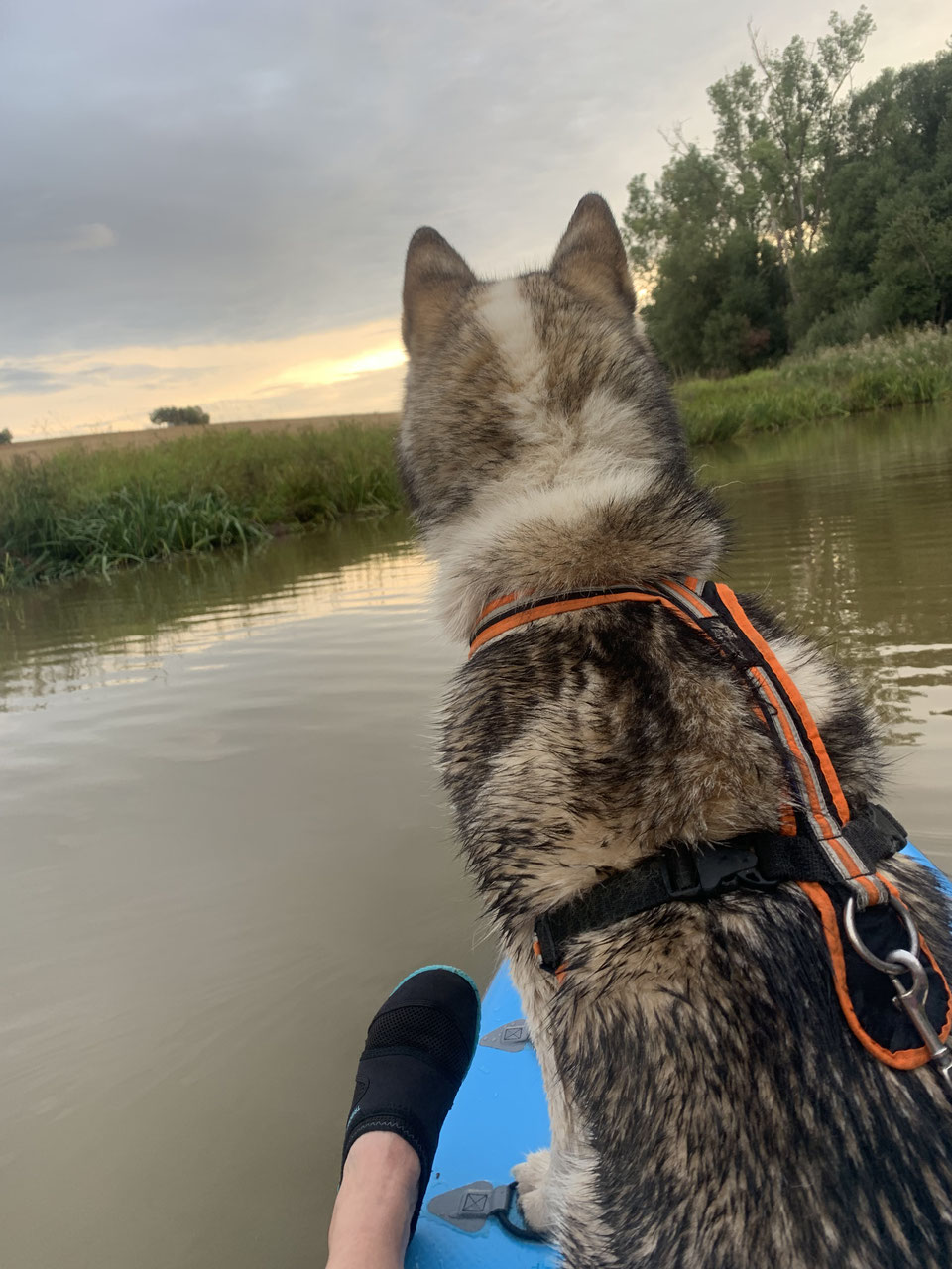 StandUpPaddling HundeaktivTraining Problemhundetherapie und mehr