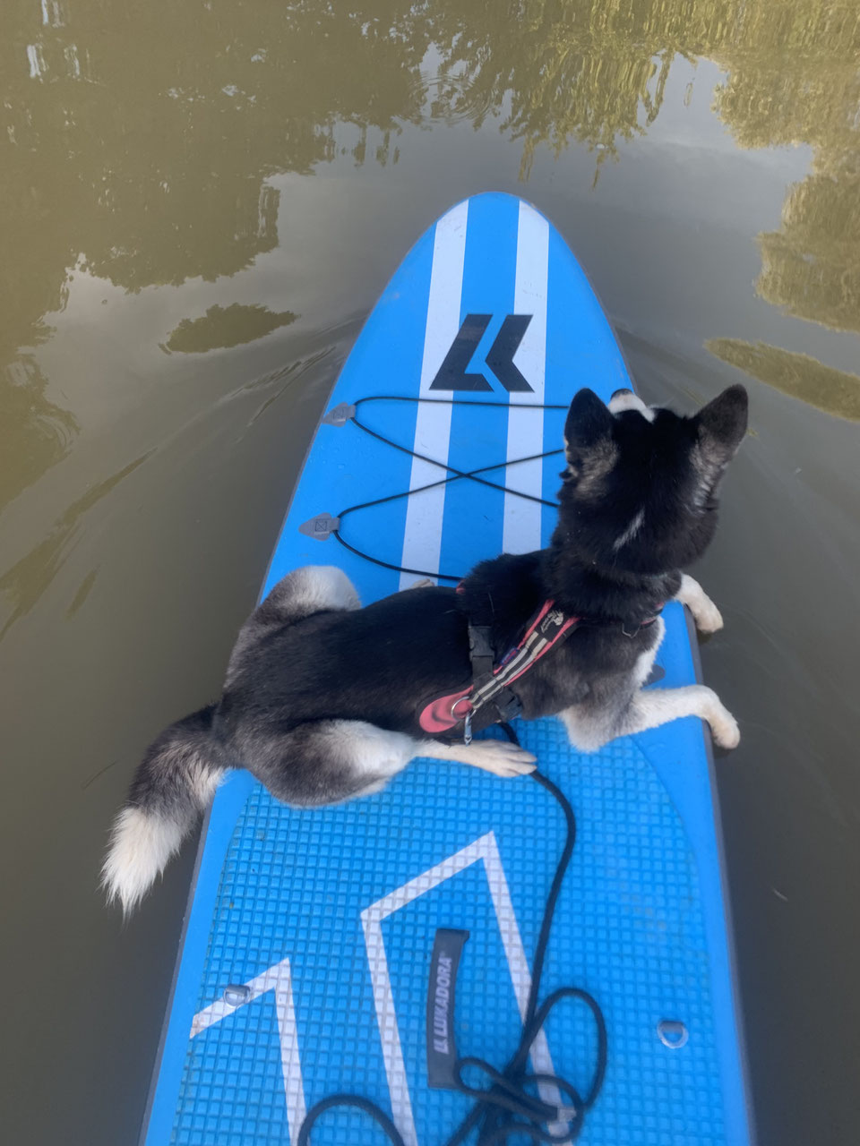 StandUpPaddling HundeaktivTraining Problemhundetherapie und mehr