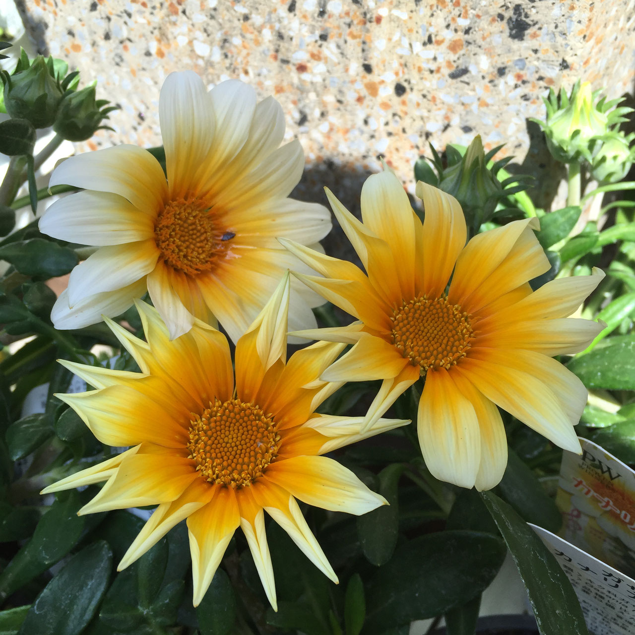 Gazania ホームplants Gift Goldcrest 移動販売のゴールドクレスト Gazania ホームplants Gift Goldcrest 移動販売のゴールドクレスト