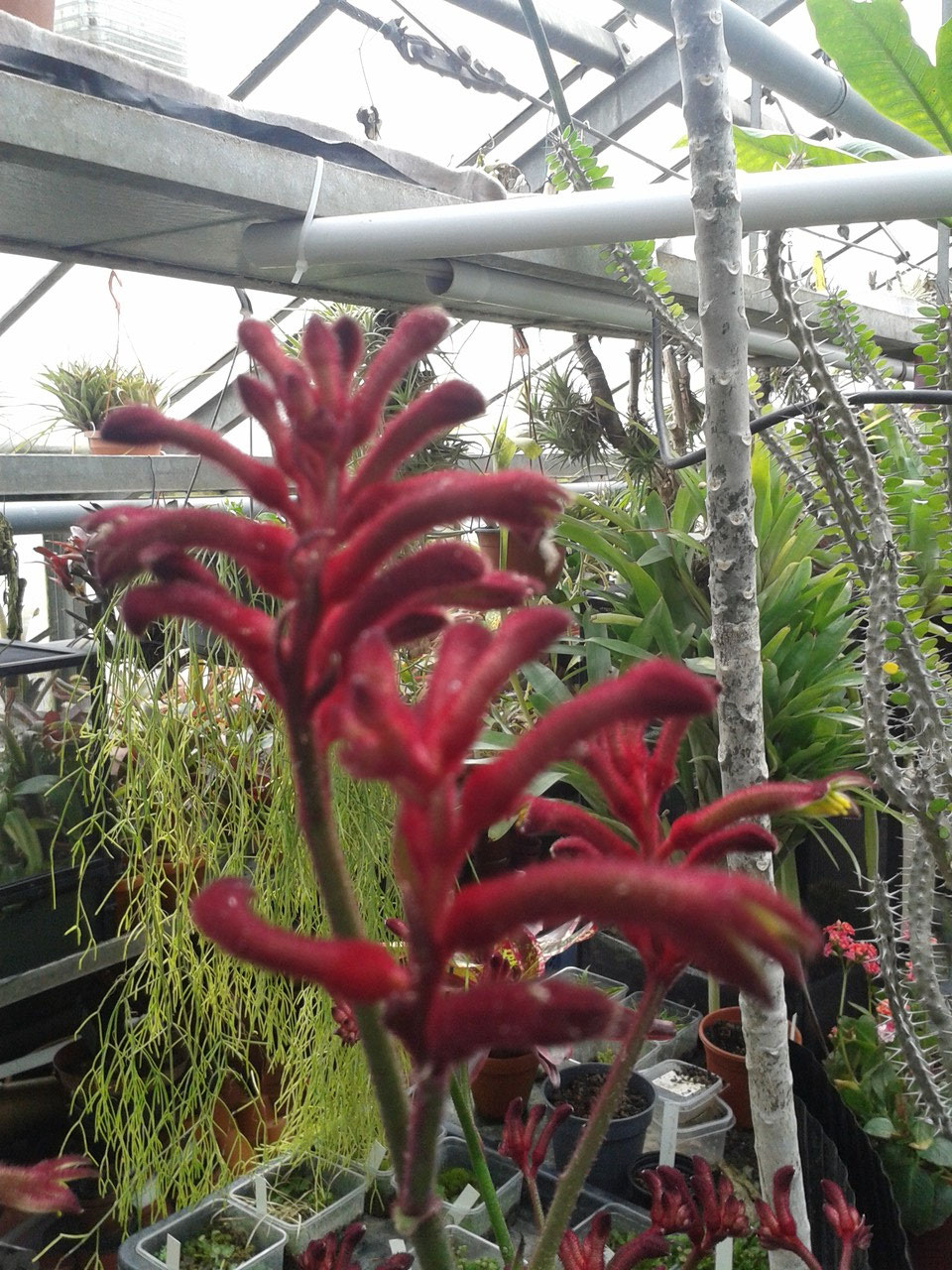 Australische Pflanzen / australien plants - Bromelien- und  Rarittengrtnerei Mnchen