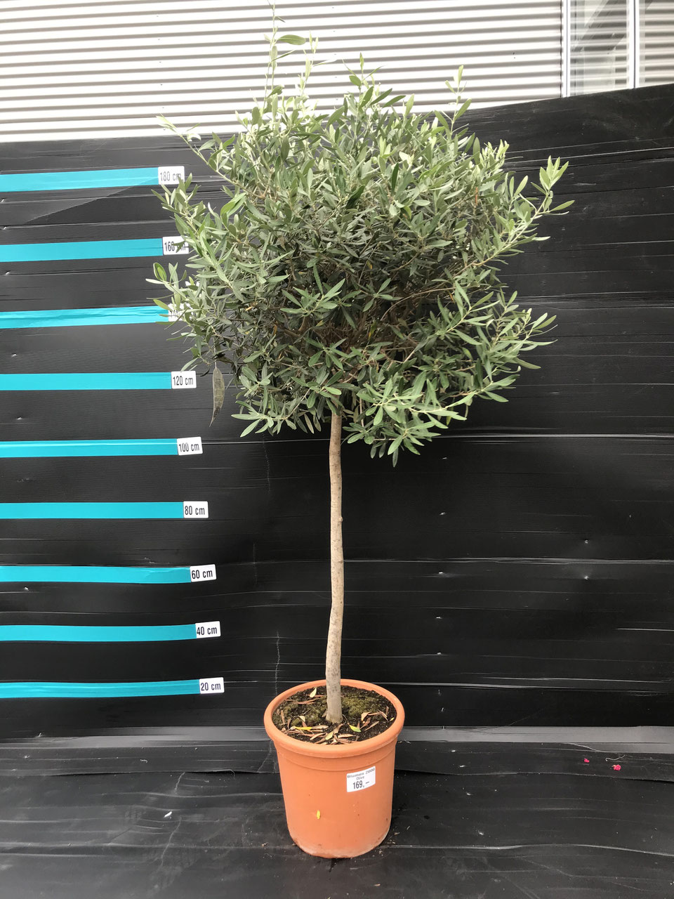 stechpalme giessen Japanische Stechpalme Fastigiata - Ilex crenata fastigiata main image 0