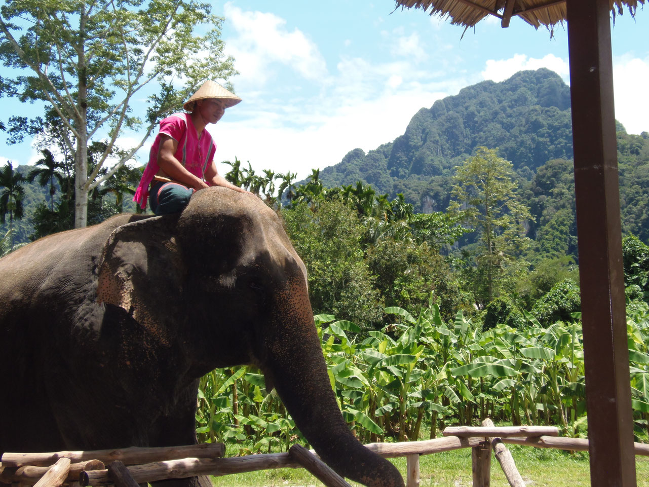 Machut sitzt auf seinem Elefanten im Schutzgebiet bei Khao Lak. Die Szene zeigt die enge Verbundenheit zwischen Mensch und Tier, eingebettet in die tropische Landschaft Thailands mit üppigem Grün und sanften Hügeln im Hintergrund