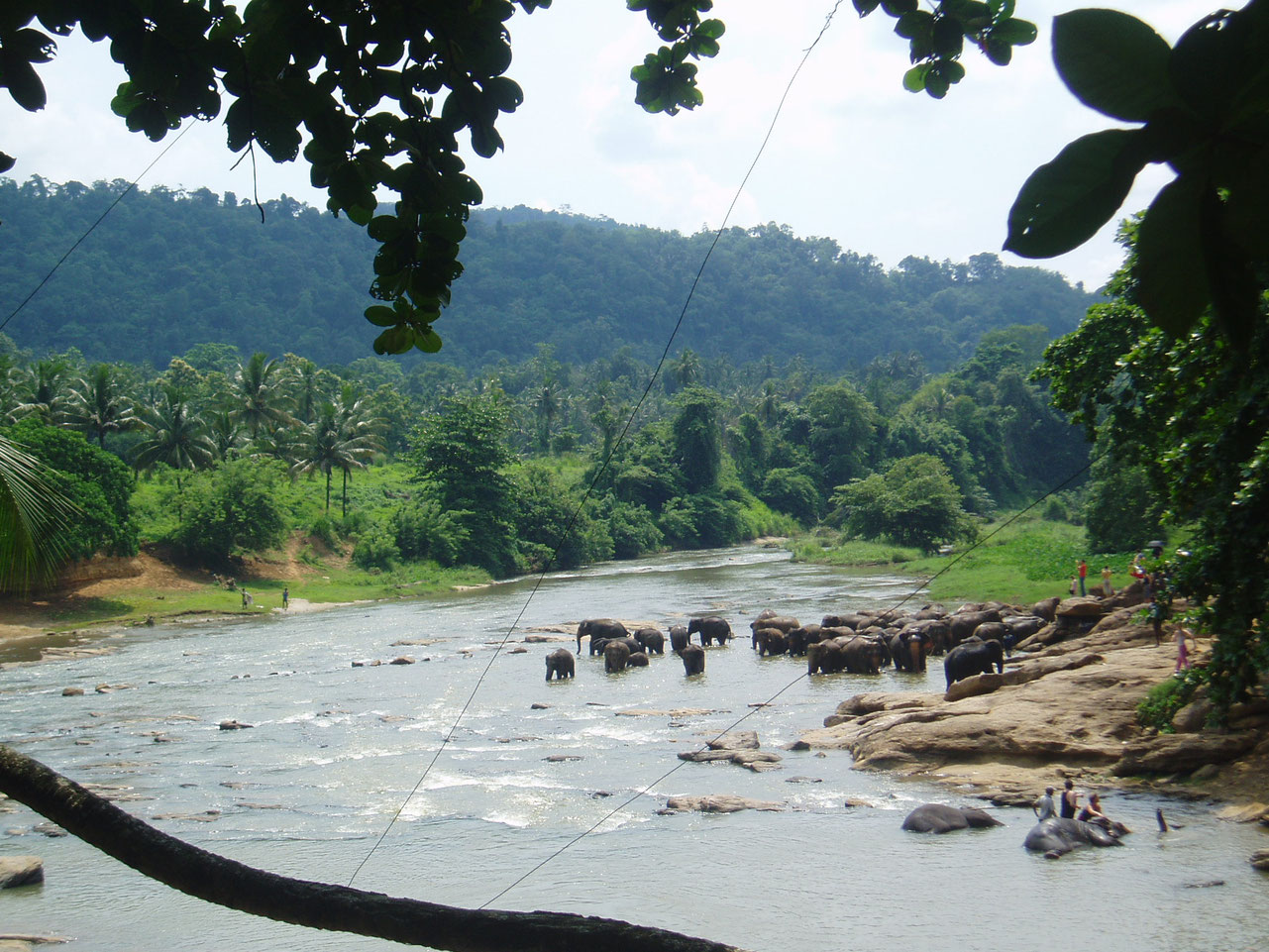 Elefantenherde beim Baden im Fluss auf Sri Lanka - Bild mit Natur‑ und Kultureindrücken als stimmungsvolle Einstimmung auf die nächste Rundreise Sri Lanka mit Baden