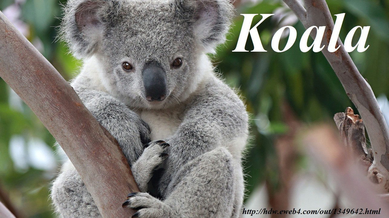 Koala - L’encyclopédie-animalière