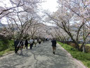 徳大の桜並木