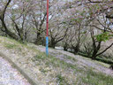 朝日山森林公園の桜