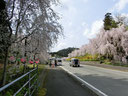 神山の桜街道