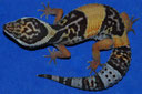 Eublepharis hardwickii