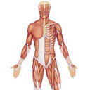 Ver más sobre el cuerpo humano.