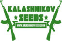 KALASHNIKOV SEEDS