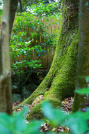 Garden of a large tree and moss