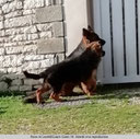 une femelle berger allemand femelle noire et feu et un chiot berger allemand devant un portail d'une maison par coachcanin16 éducation canine en charente
