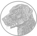Der Labrador