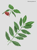 GNETUM = GNÈTE